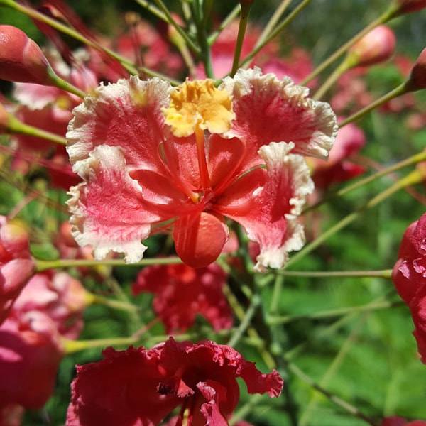 Caesalpinia pulcherrima Pink Seeds - Dwarf Poinciana - Barbados Pride