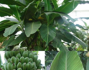 Musa sikkimensis - Darjeeling Banana Plant Seeds - 5 Quality Seeds