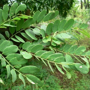 Dalbergia latifolia, black rosewood, blackwood, Bombay black wood tree 20 Seeds image 5