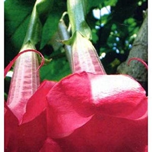 Brugmansia Pink Brugmansia Suaveolens var. Pink Angels Trumpets Pink 5 Seeds image 3