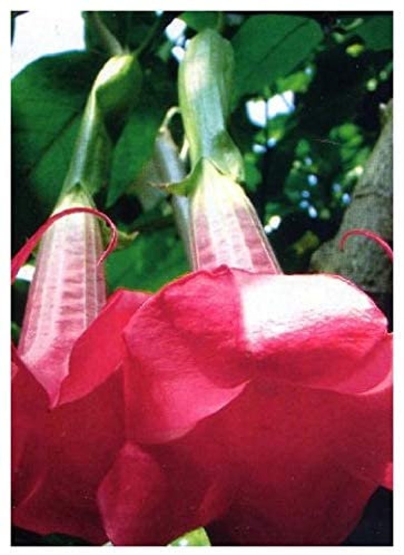 Brugmansia Pink Brugmansia Suaveolens var. Pink Angels Trumpets Pink 5 Seeds image 3