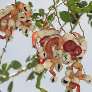 Pithecellobium dulce Madras Thorn Manilla Tamarind 10 Seeds image 3