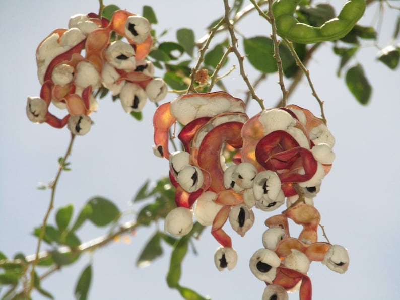 Pithecellobium dulce Madras Thorn Manilla Tamarind 10 Seeds image 3