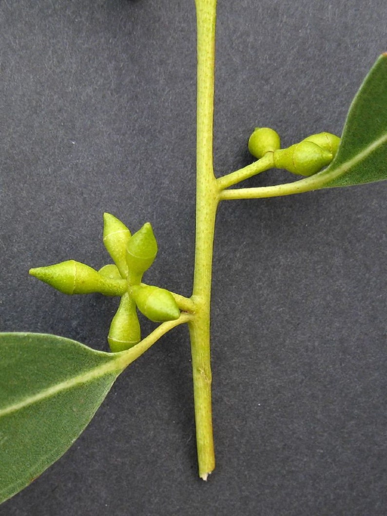 Eucalyptus viminalis ssp. cygn Rough-barked Manna Gum 50 Seeds image 8