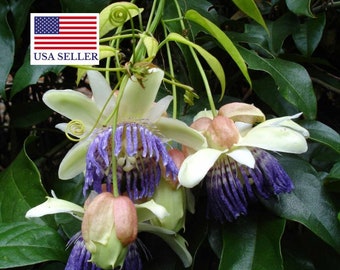 10 Passiflora Popenovii Seeds ** Very Rare ** Perfect Passionfruit - 10 Seeds