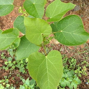 Jatropha curcas Seeds Physic Nut, Barbados Nut 5 seeds image 3