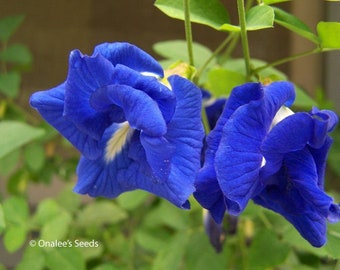 Clitoria ternatea blue double - Butterfly pea, blue fairy, blue queen - 10 Seeds