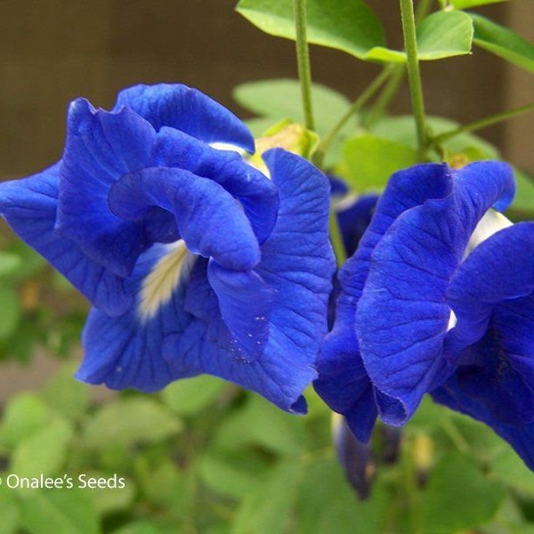 Clitoria ternatea blue double - Butterfly pea, blue fairy, blue queen - 10 Seeds