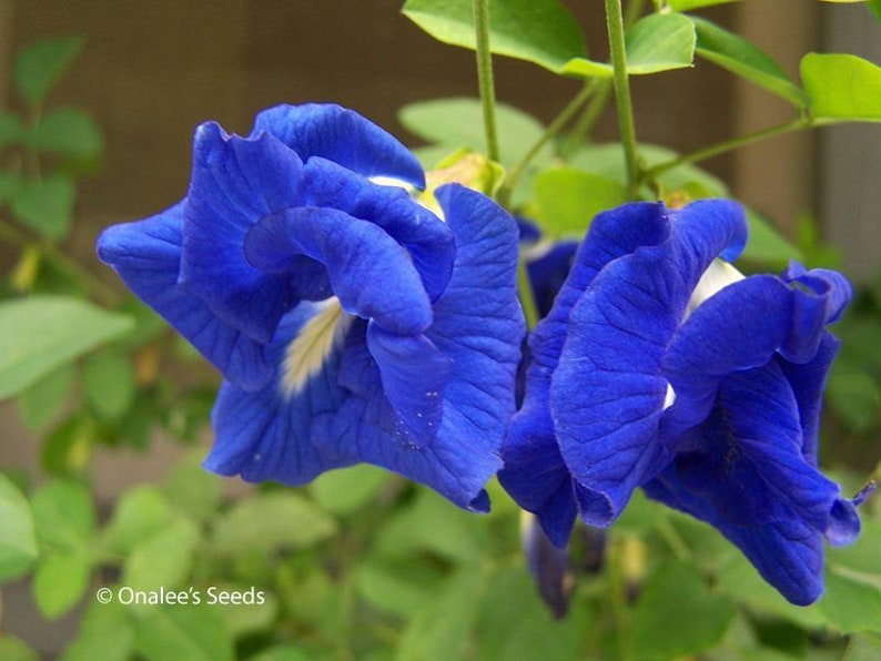 Clitoria ternatea blue double Butterfly pea, blue fairy, blue queen 10 Seeds image 1