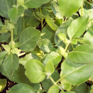 50 Ashwagandha Seeds Organic Withania somnifera Seeds Indian Ginseng USA SELLER image 7