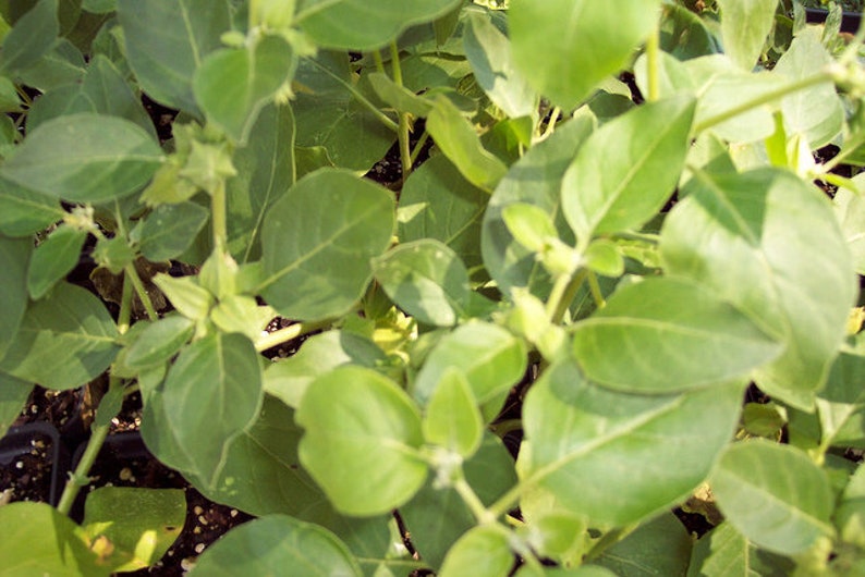 50 Ashwagandha Seeds Organic Withania somnifera Seeds Indian Ginseng USA SELLER image 7
