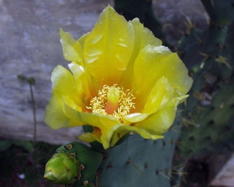 Opuntia dillenii stricta Cactus dillenii Opuntia Prickly Cactus, Dillen Prickly Pear, Sweet Prickly Pear, Eltham Indian Fig 10 Seeds image 6