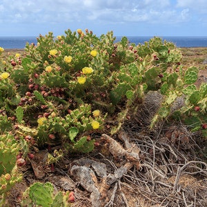 Opuntia dillenii stricta Cactus dillenii Opuntia Prickly Cactus, Dillen Prickly Pear, Sweet Prickly Pear, Eltham Indian Fig 10 Seeds image 2