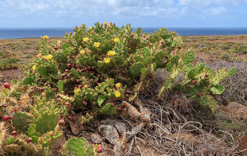 Opuntia dillenii stricta Cactus dillenii Opuntia Prickly Cactus, Dillen Prickly Pear, Sweet Prickly Pear, Eltham Indian Fig 10 Seeds image 2