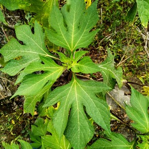 Tithonia diversifolia / Mirasolia diversifolia Japanese Sunflower, Tree Marigold, Mexican Tournesol, Mexican Sunflower 400 Seeds image 5