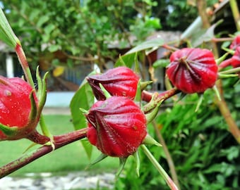 40 Jamaican Sorrel Seeds - Hibiscus Sabdariffa ** ORIGINAL ** Medicinal Herb 40 Seeds