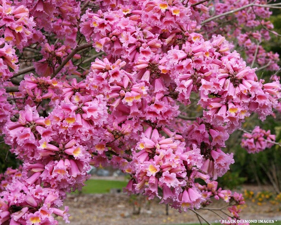Close-up of pink lapacho flower, a beautiful american tree Stock