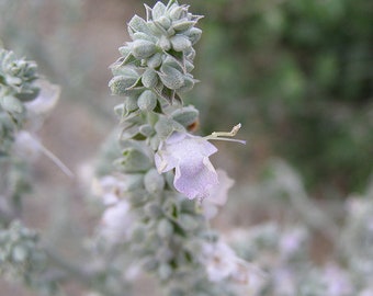 Sauge blanche - 100 graines - Herbes Salvia Apiana Plante vivace médicinale rare (biologique)