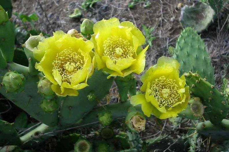 Opuntia dillenii stricta Cactus dillenii Opuntia Prickly Cactus, Dillen Prickly Pear, Sweet Prickly Pear, Eltham Indian Fig 10 Seeds image 5