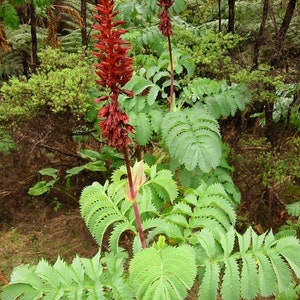 5 Semi Di Melianthus Major – Pianta Tropicale Giant Honey Flower Bush - Foto 4