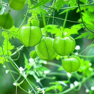 Cardiospermum halicacabum seeds Love-in-a-puff Balloon Vine 10 seeds image 3