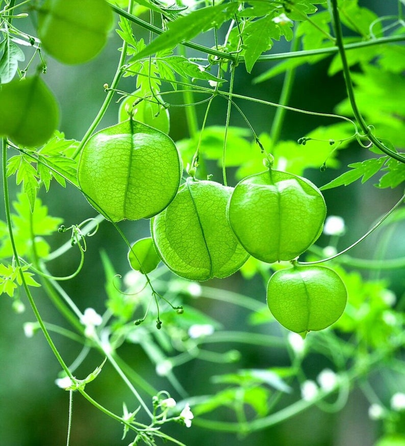 Cardiospermum halicacabum seeds Love-in-a-puff Balloon Vine 10 seeds image 3