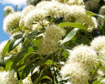 Backhousia citriodora 20 Seeds - Lemon myrtle seeds native flowering shrub - 20 Seeds