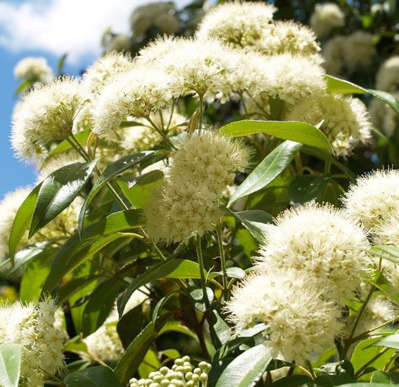 Backhousia citriodora 20 Seeds Lemon myrtle seeds native flowering shrub 20 Seeds image 1