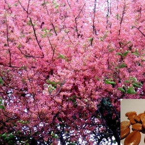 Cassia grandis Pink Shower Tree 10 Seeds image 7