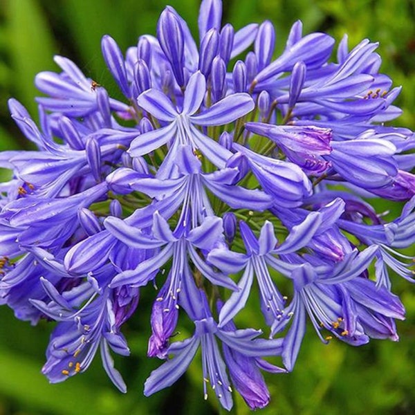 Lily of The Nile Seeds Large Blue (Agapanthus praecox) *VERY RARE*