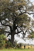 5 Dalbergia melanoxylon Seeds - African Blackwood, African Ebony, mpingo