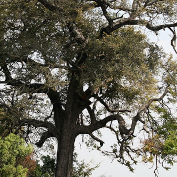 5 Dalbergia melanoxylon Zaden - African Blackwood, African Ebony, mpingo