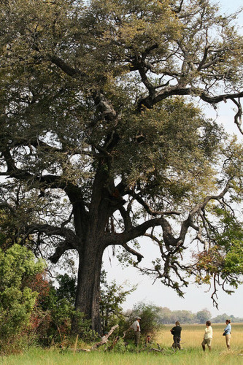 5 Dalbergia melanoxylon Seeds - African Blackwood, African Ebony, mpingo