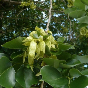 Dalbergia Sissoo 50 Graines shisham jacaranda, bois de sheesham, bois de shisham, palissandre indien image 5