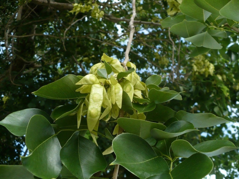 Dalbergia Sissoo 50 Graines shisham jacaranda, bois de sheesham, bois de shisham, palissandre indien image 5