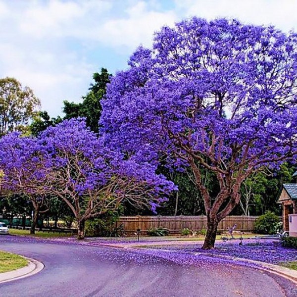 Jacaranda Tree Seeds (Jacaranda mimosifolia /Jacaranda acutifolia) - Blue Jacaranda Seeds, Black Poui, Nupur Tree - 20 Seeds