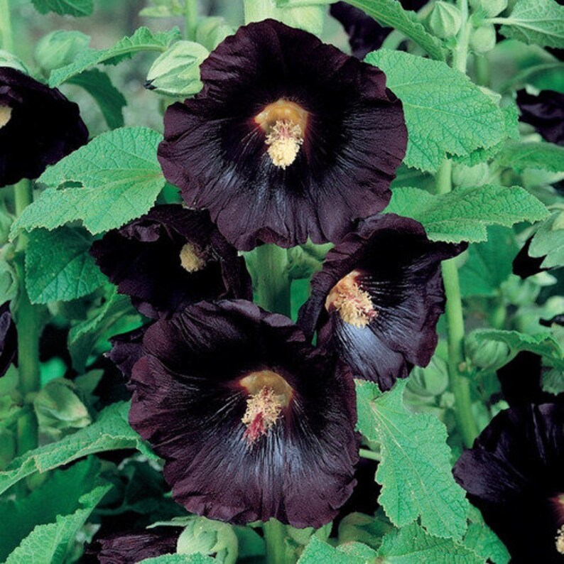 Alcea rosea nigra Black Hollyhock 50 seeds image 6