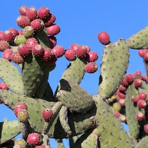 Opuntia dillenii stricta Cactus dillenii Opuntia Prickly Cactus, Dillen Prickly Pear, Sweet Prickly Pear, Eltham Indian Fig 10 Seeds image 4