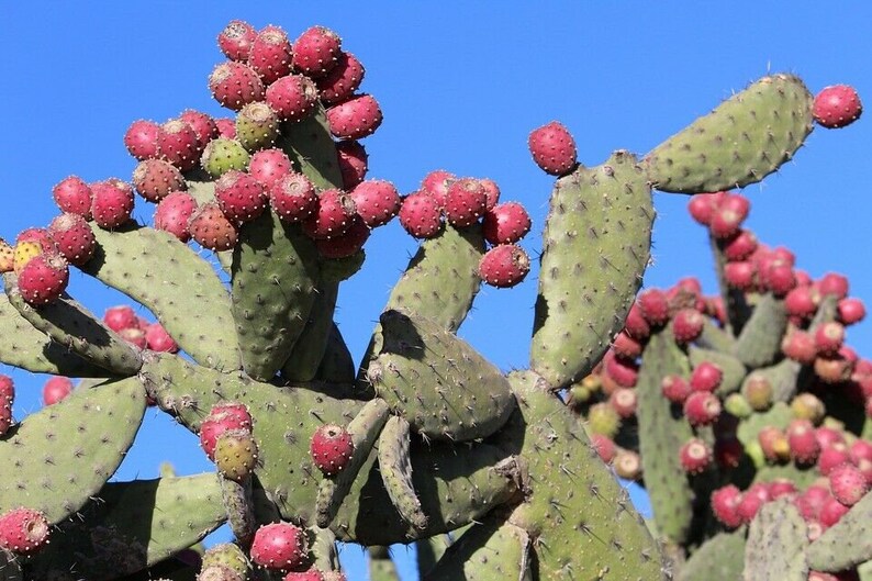 Opuntia dillenii stricta Cactus dillenii Opuntia Prickly Cactus, Dillen Prickly Pear, Sweet Prickly Pear, Eltham Indian Fig 10 Seeds image 4