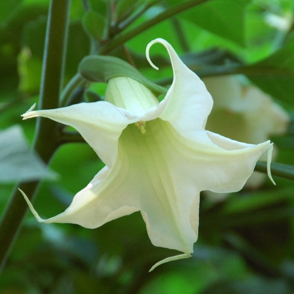 Brugmansia arborea - Angel Trumpet - Trompe of Angels Tree Flower Venus