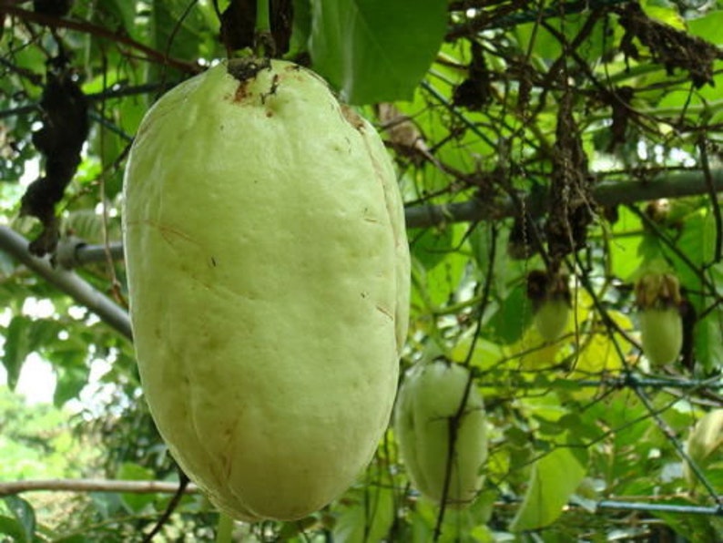 Passiflora Quadrangularis 5 Graines Rare Fruit de la Passion La Granadilla Géante Douce image 6