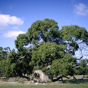 Eucalyptus viminalis ssp. cygn Rough-barked Manna Gum 50 Seeds image 1