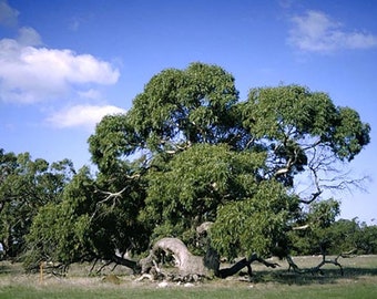Eucalyptus viminalis ssp. cygn - Rough-barked Manna Gum - 50 Seeds