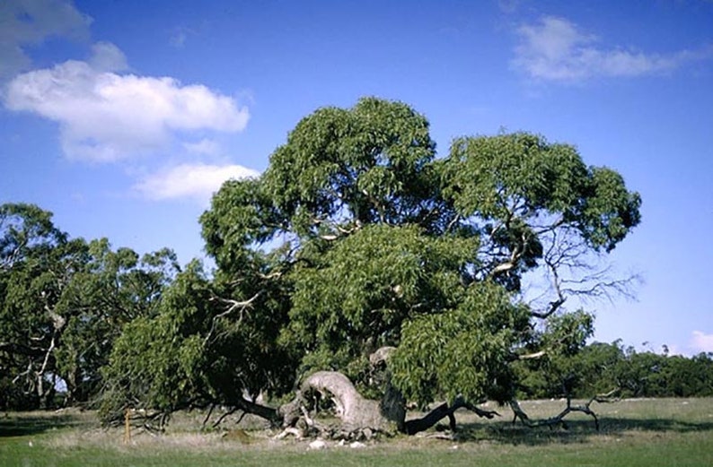 Eucalyptus viminalis ssp. cygn Rough-barked Manna Gum 50 Seeds image 1