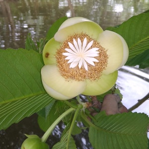 Dillenia indica Elephant Apple Tree, Chalta, Indischer Rosenapfel 10 Seeds image 4