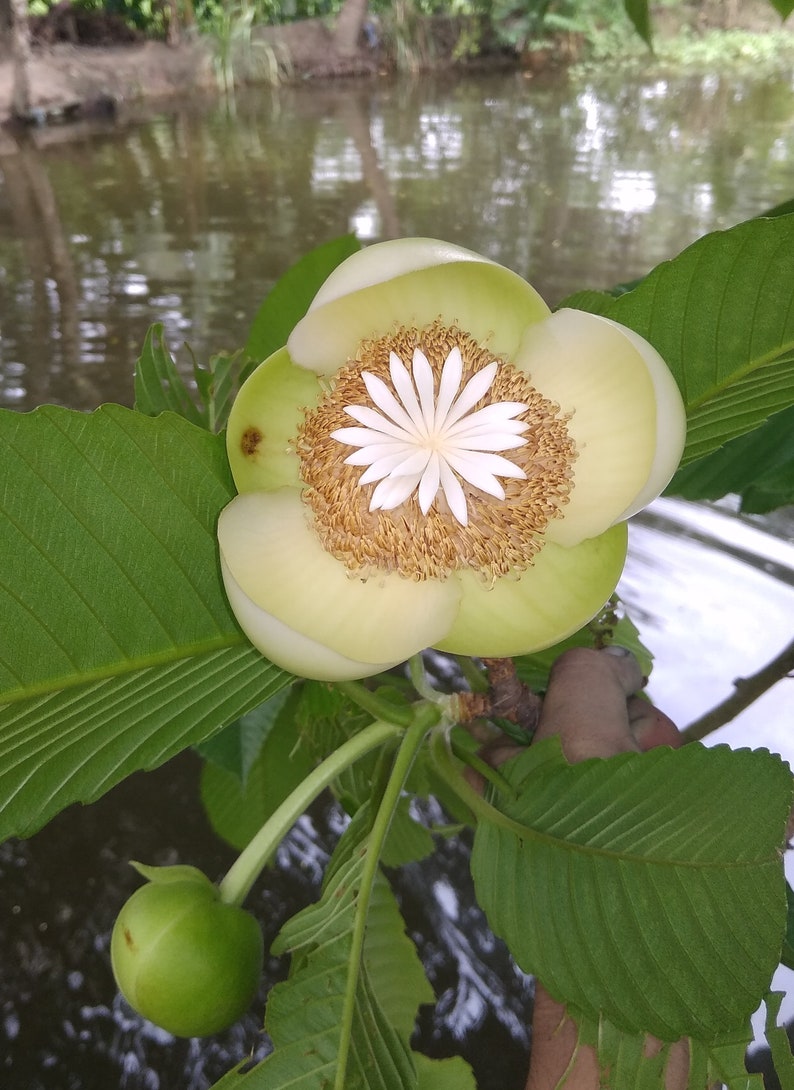 Dillenia indica Elephant Apple Tree, Chalta, Indischer Rosenapfel 10 Seeds image 4