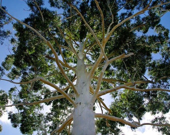 Eucalyptus Grandis 100 seeds, Rose Gum, Flooded Gum