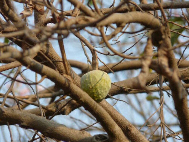 Annona Reticulata Custard Apple Chirimoya Corazón 10 SEEDS For Planting Wild Sweetsop, Soursop and Bullock's Heart image 4