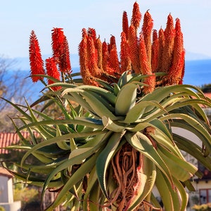 Aloe Barberae Seeds Tree aloe tree, giant baby of africa 5 Fresh Seeds image 2