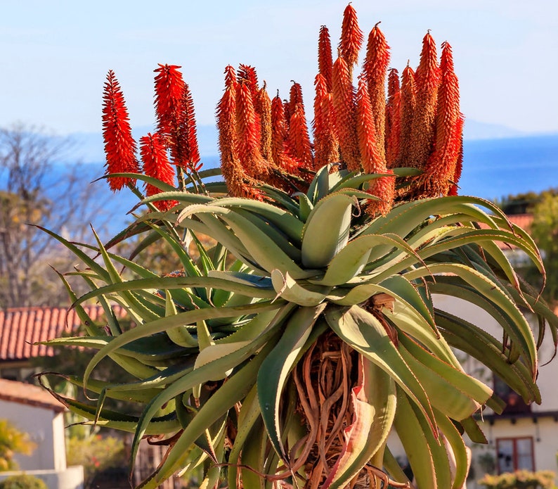 Aloe Barberae Seeds Tree aloe tree, giant baby of africa 5 Fresh Seeds image 2